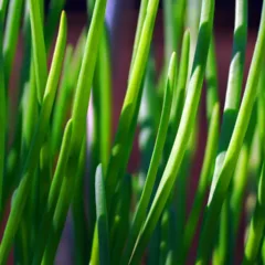 Pequenos erros ao plantar cebolinha em vaso pode afetar no crescimento