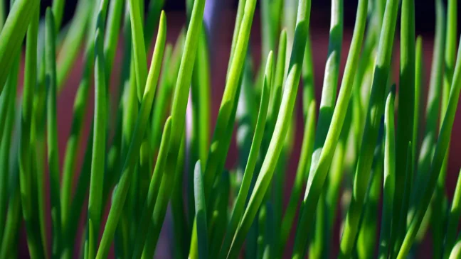 Pequenos erros ao plantar cebolinha em vaso pode afetar no crescimento