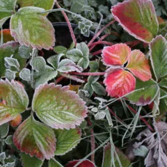 Plantas resistentes ao frio