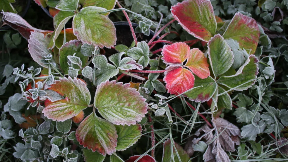 Plantas resistentes ao frio Plantas resistentes ao frio