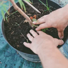 Plantar batata-doce em balde é mais fácil do que parece