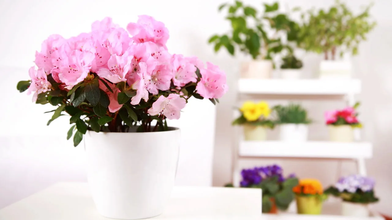 Veja plantas que dão flores o ano inteiro e são fáceis de cuidar