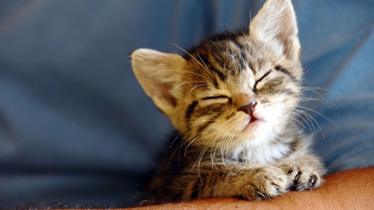 Gatos ronronam