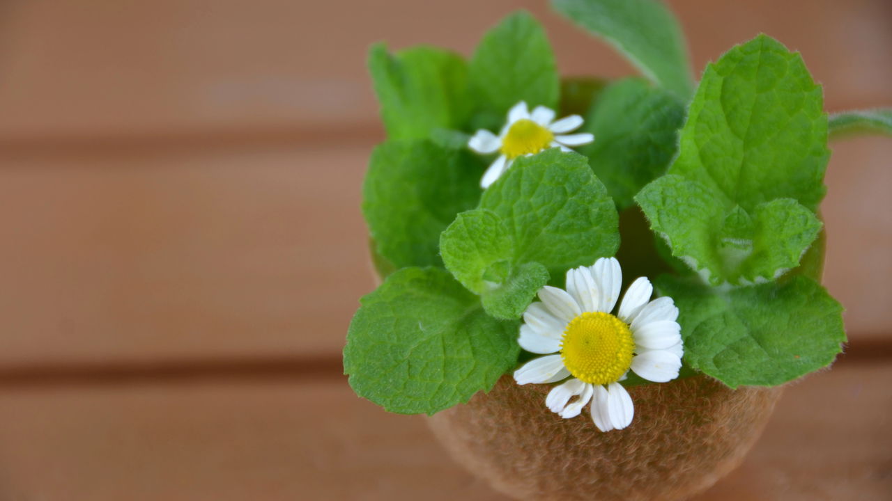 Plantar hortelã