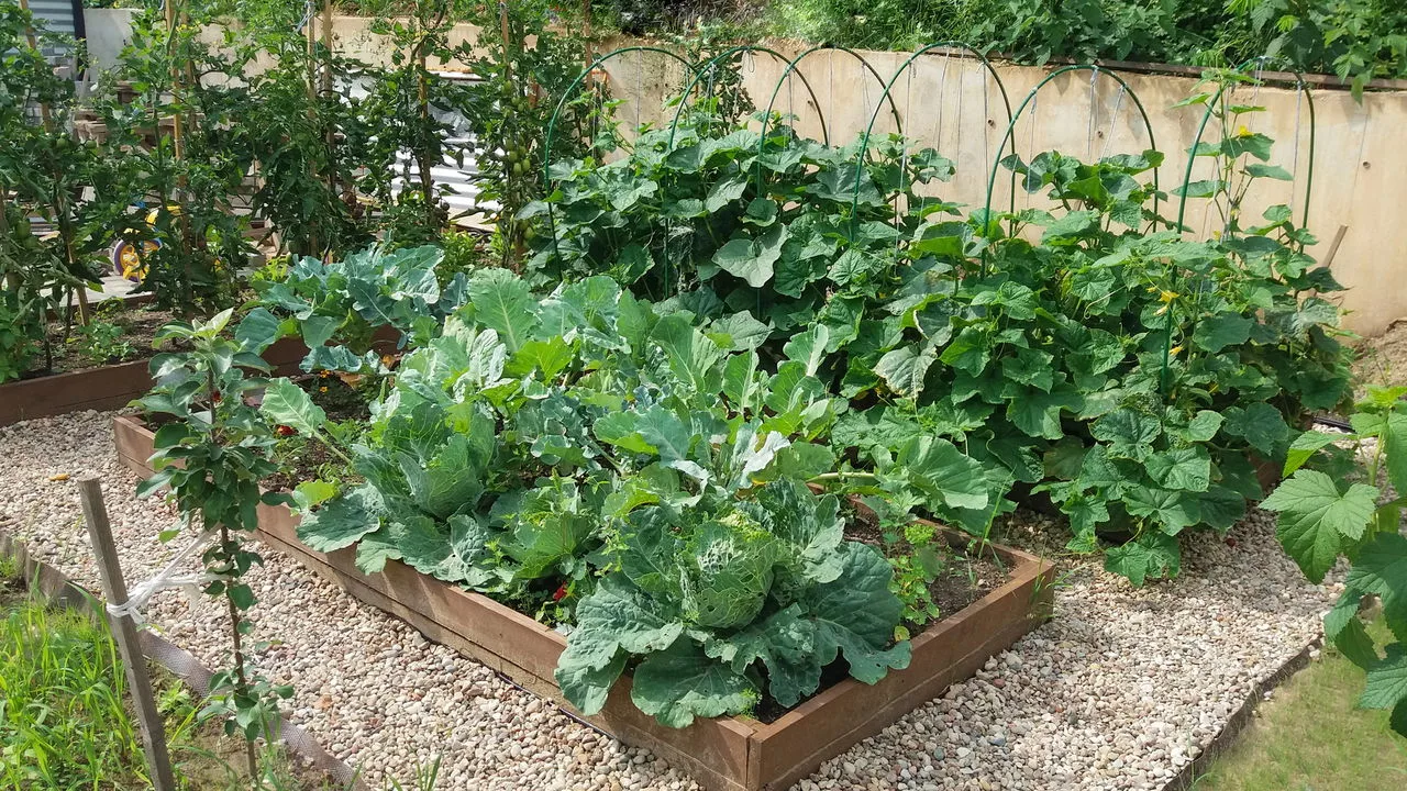Cultivar couve-manteiga