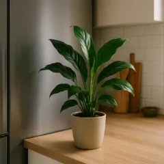 Foto: Cn Jardinagem