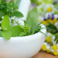 Essas plantas medicinais são fáceis de ter em casa
