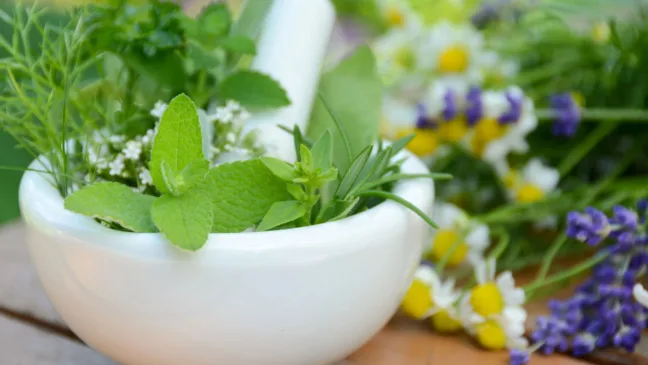 Essas plantas medicinais são fáceis de ter em casa Essas plantas medicinais são fáceis de ter em casa