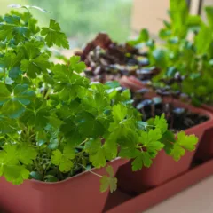 Vasos com temperos como salsinha, cebolinha e manjericão cultivados em horta caseira
