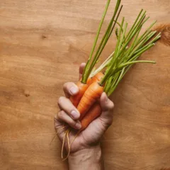 Cenoura sem terra veja como plantar do jeito moderno