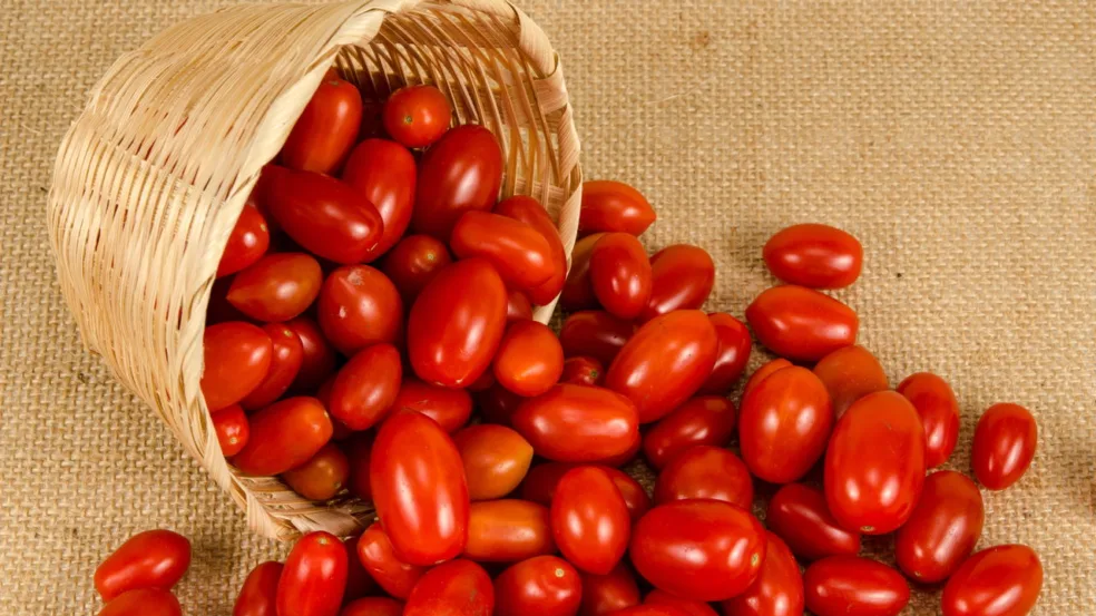 Plantar tomate cereja