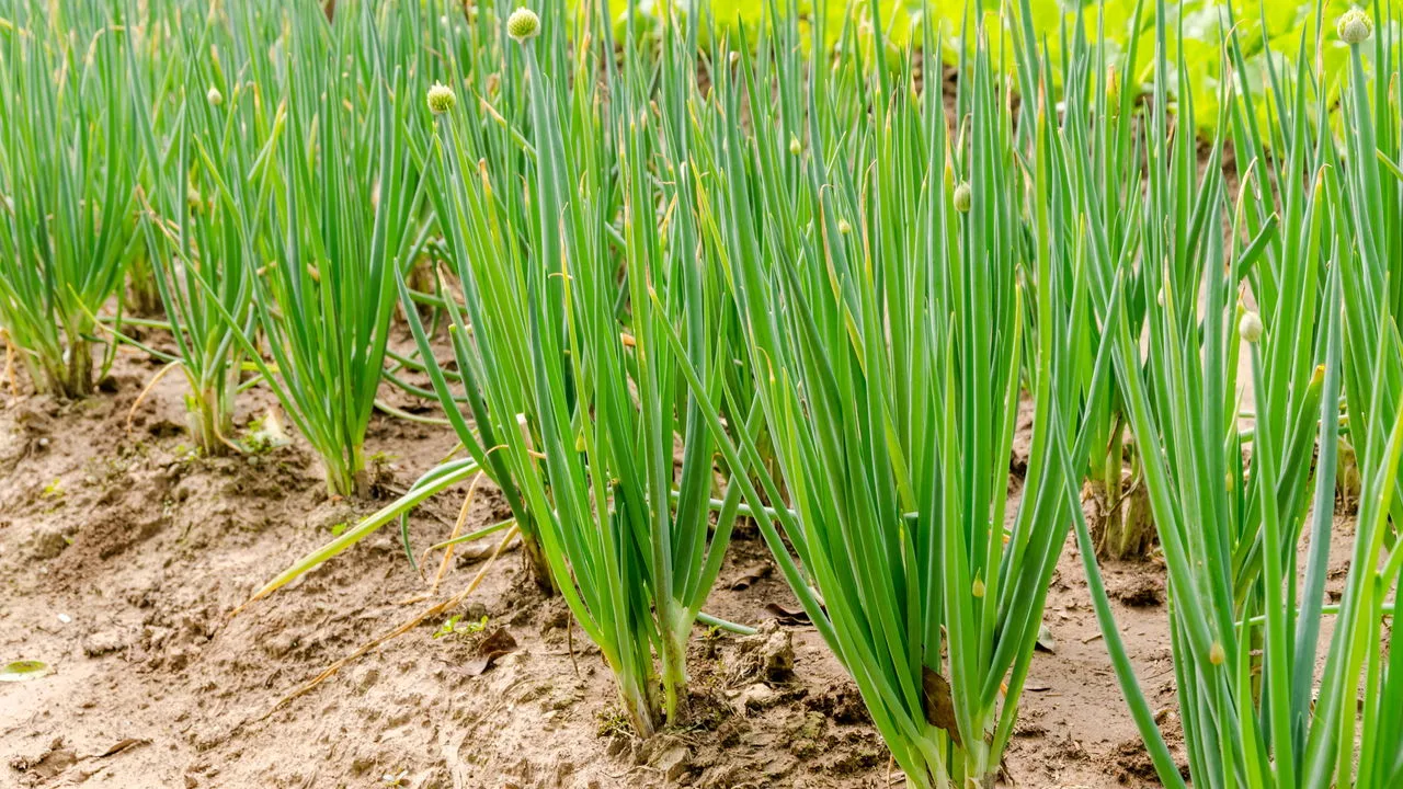 Pequenos erros ao plantar cebolinha em vaso pode afetar no crescimento