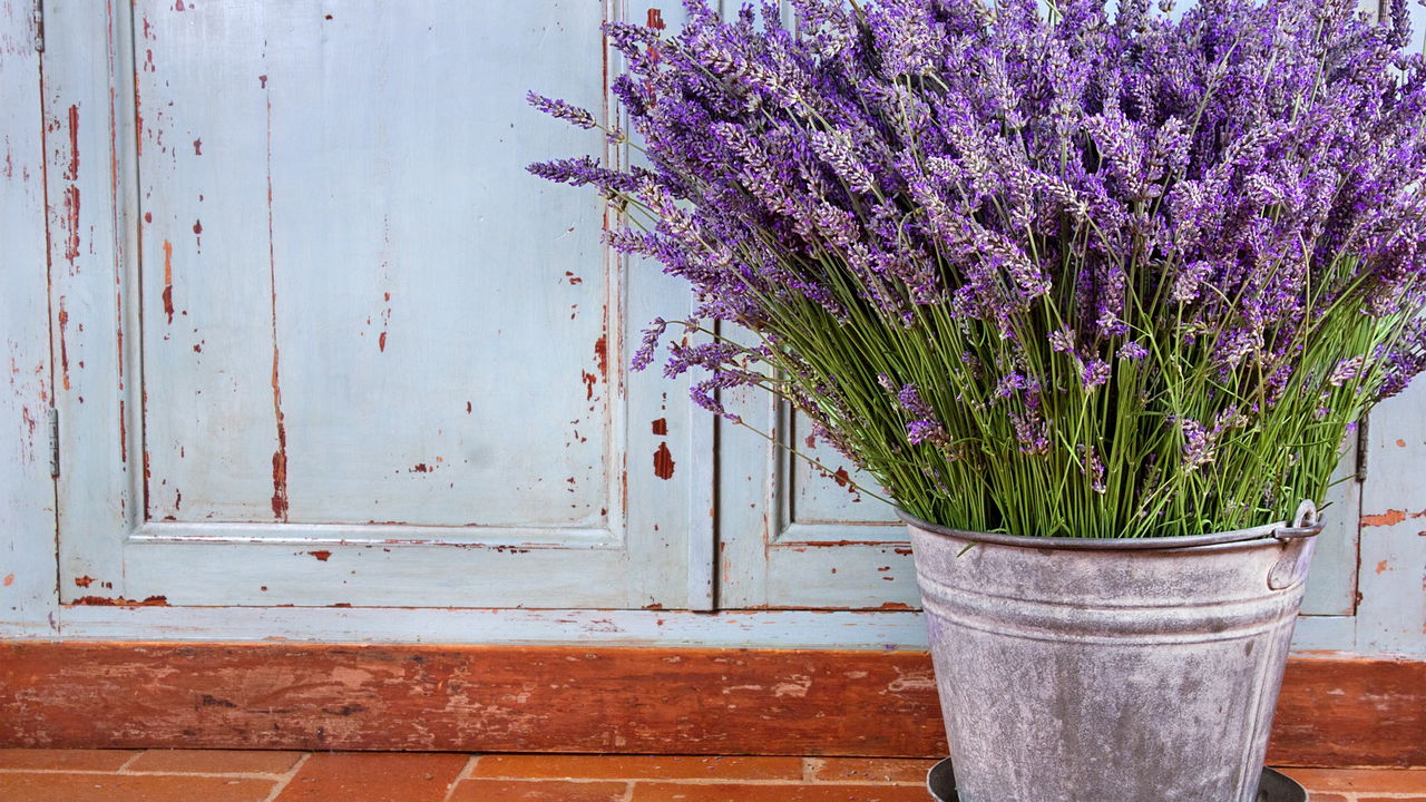 Como plantar lavanda
