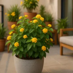 Foto: Cn Jardinagem
