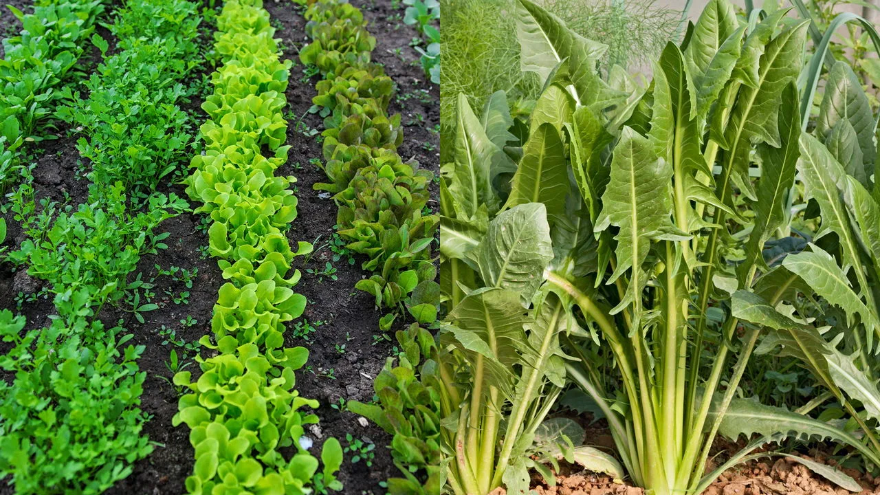 Plante chicória