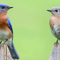 O canto dos pássaros