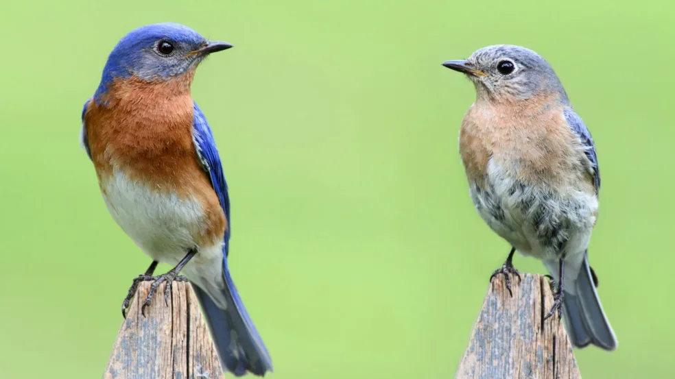 O canto dos pássaros O canto dos pássaros