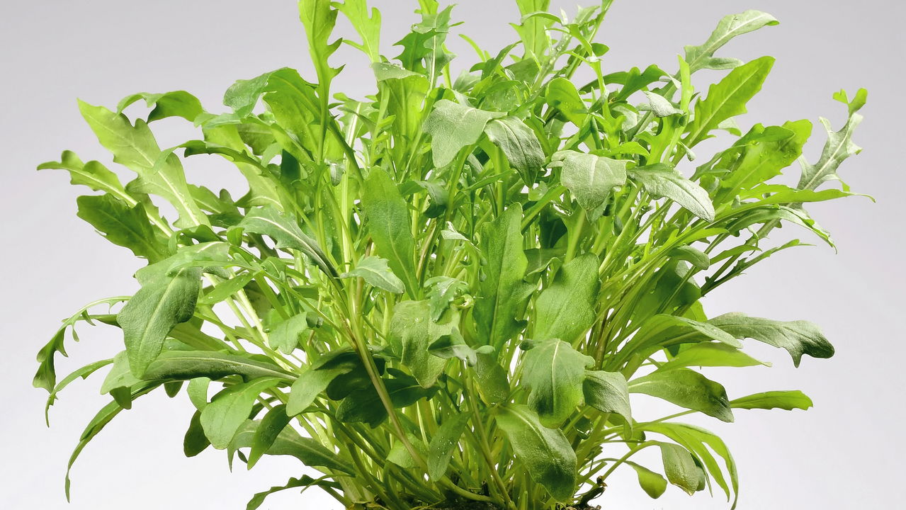 Plantar rúcula