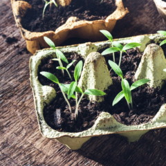Qual o melhor mês para plantar