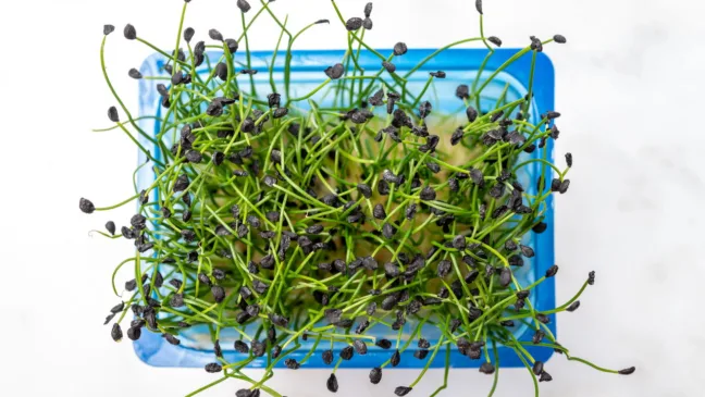 Como plantar cebolinha na água da torneira e colher em casa