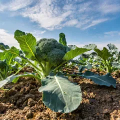 Como plantar brócolis