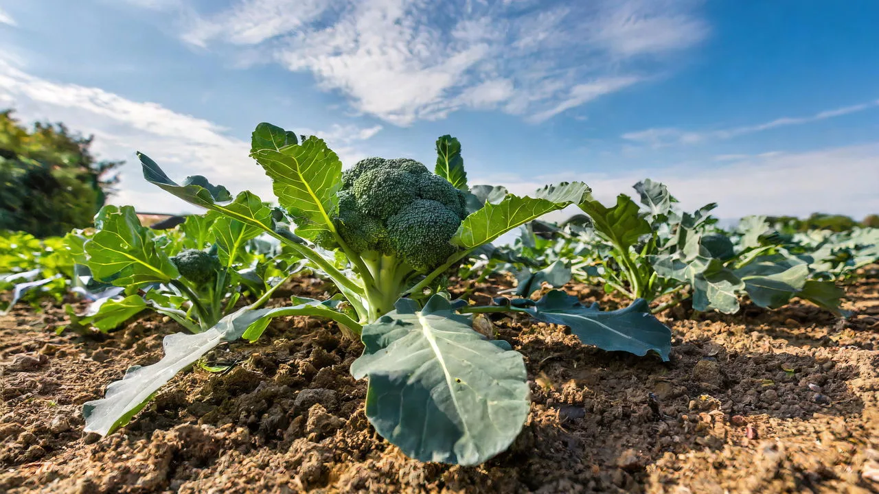 Como plantar brócolis
