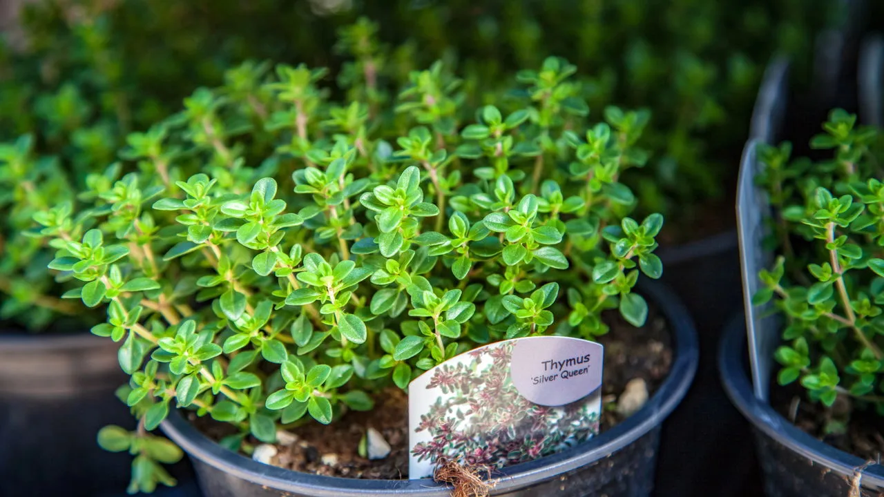 Cultivar tomilho