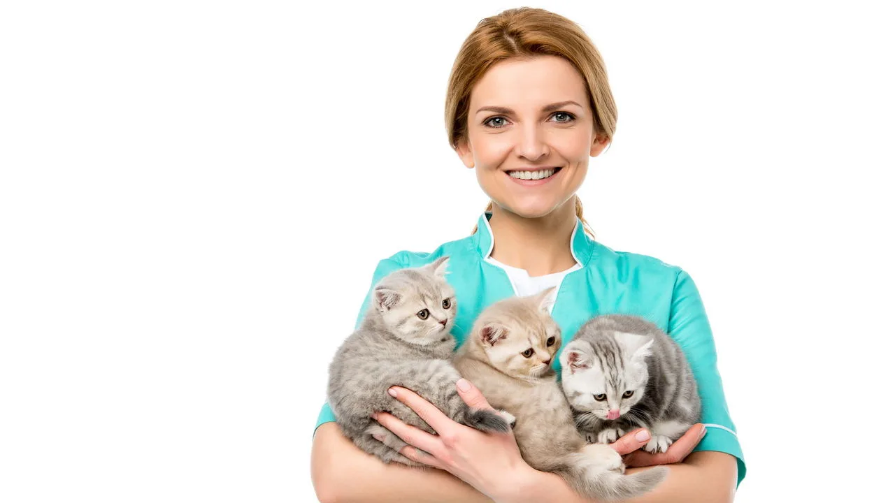Gatos ronronam