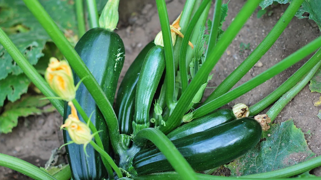 Como cultivar abobrinha em jardineiras suspensas