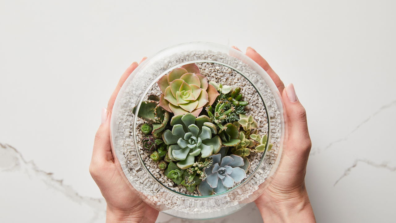 Suculentas ideais para deixar qualquer ambiente mais bonito