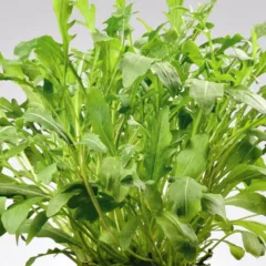Plantar rúcula