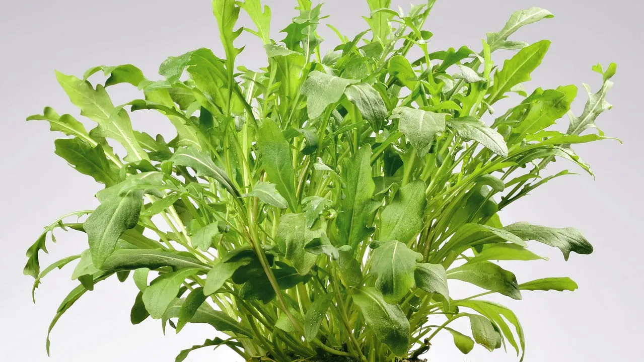 Plantar rúcula