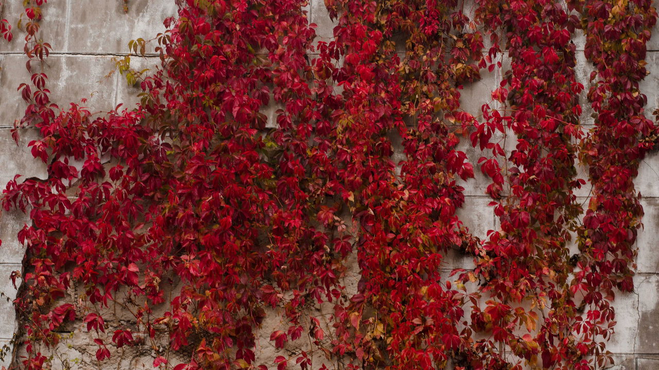 Plantas trepadeiras