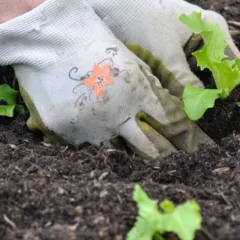 plantar alface em casa