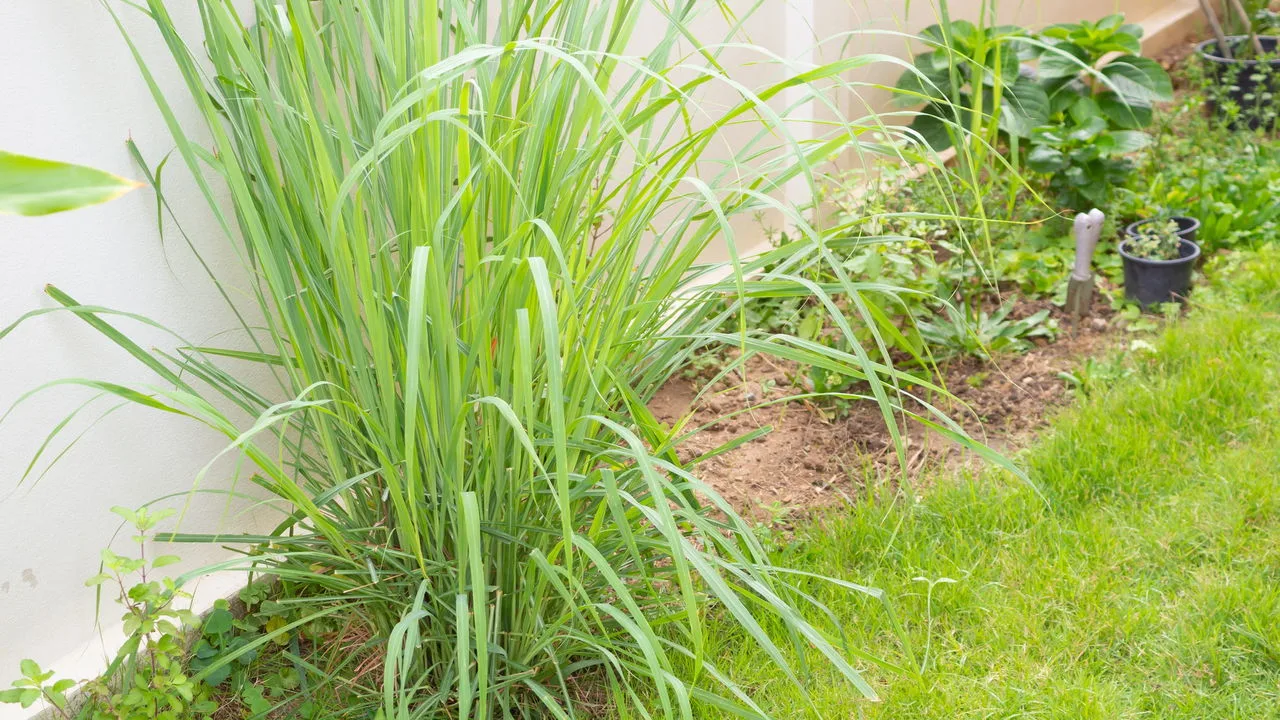 Plantas que afastam insetos de forma natural e eficaz