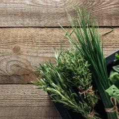 Plantas que afastam insetos de forma natural e eficaz