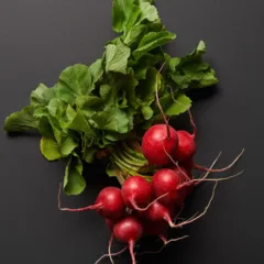 Plante rabanete