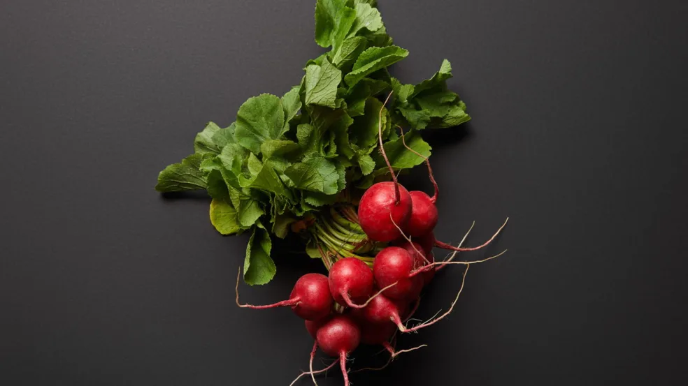 Plante rabanete Plante rabanete