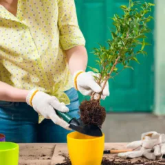 10 plantas fáceis de cuidar perfeitas para iniciantes