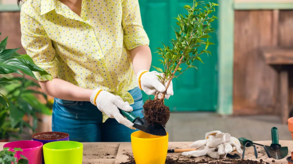 10 plantas fáceis de cuidar perfeitas para iniciantes 10 plantas fáceis de cuidar perfeitas para iniciantes