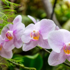 Orquídeas - Créditos: depositphotos.com / DaLiu
