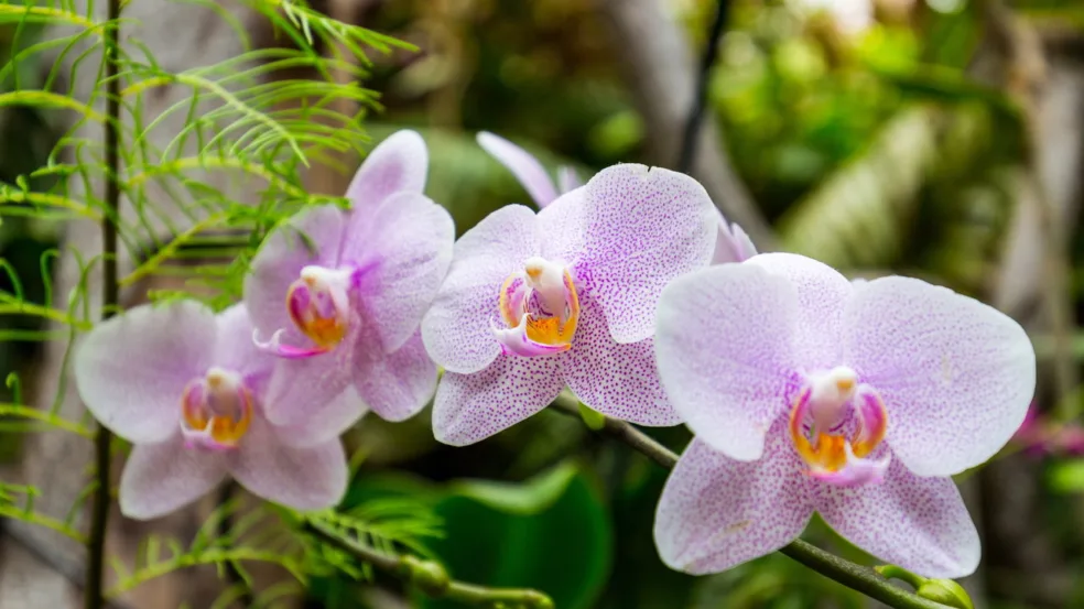 Orquídeas - Créditos: depositphotos.com / DaLiu Orquídeas - Créditos: depositphotos.com / DaLiu