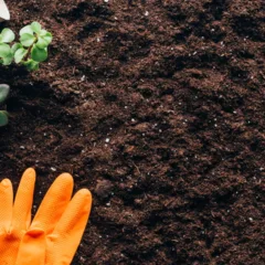 Aprenda a plantar hortaliças variadas no mesmo espaço