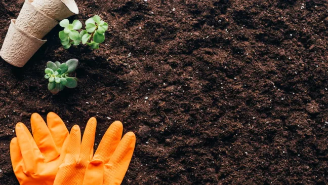 Aprenda a plantar hortaliças variadas no mesmo espaço Aprenda a plantar hortaliças variadas no mesmo espaço