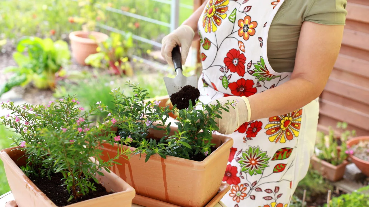 Plantas comestíveis