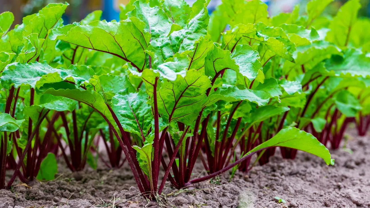 Plante beterraba