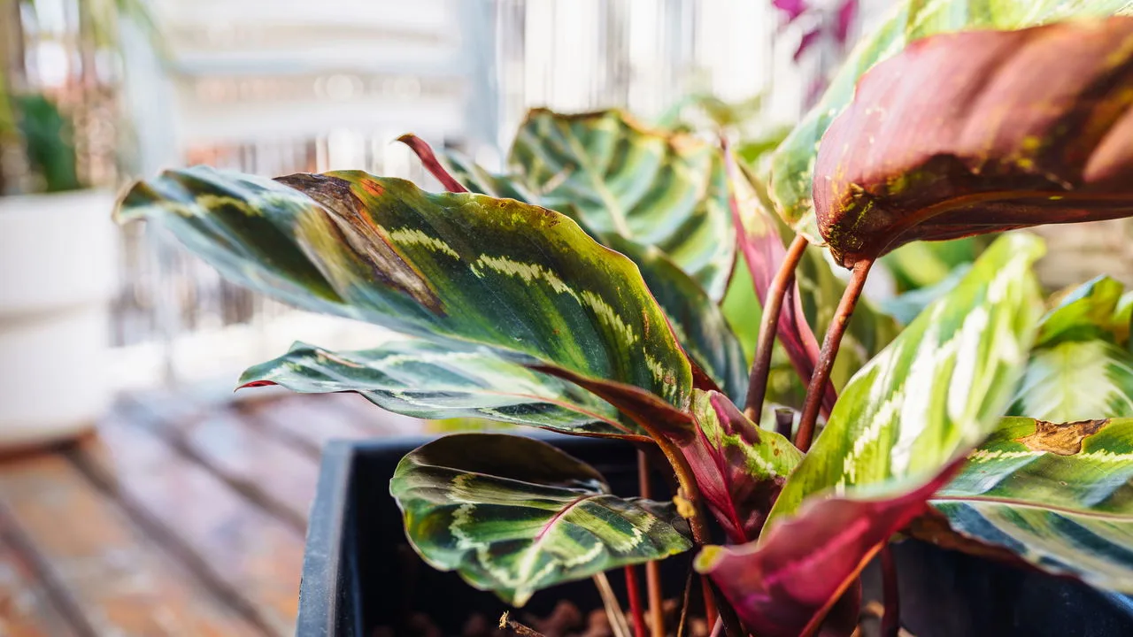 Dicas de plantas para sombra