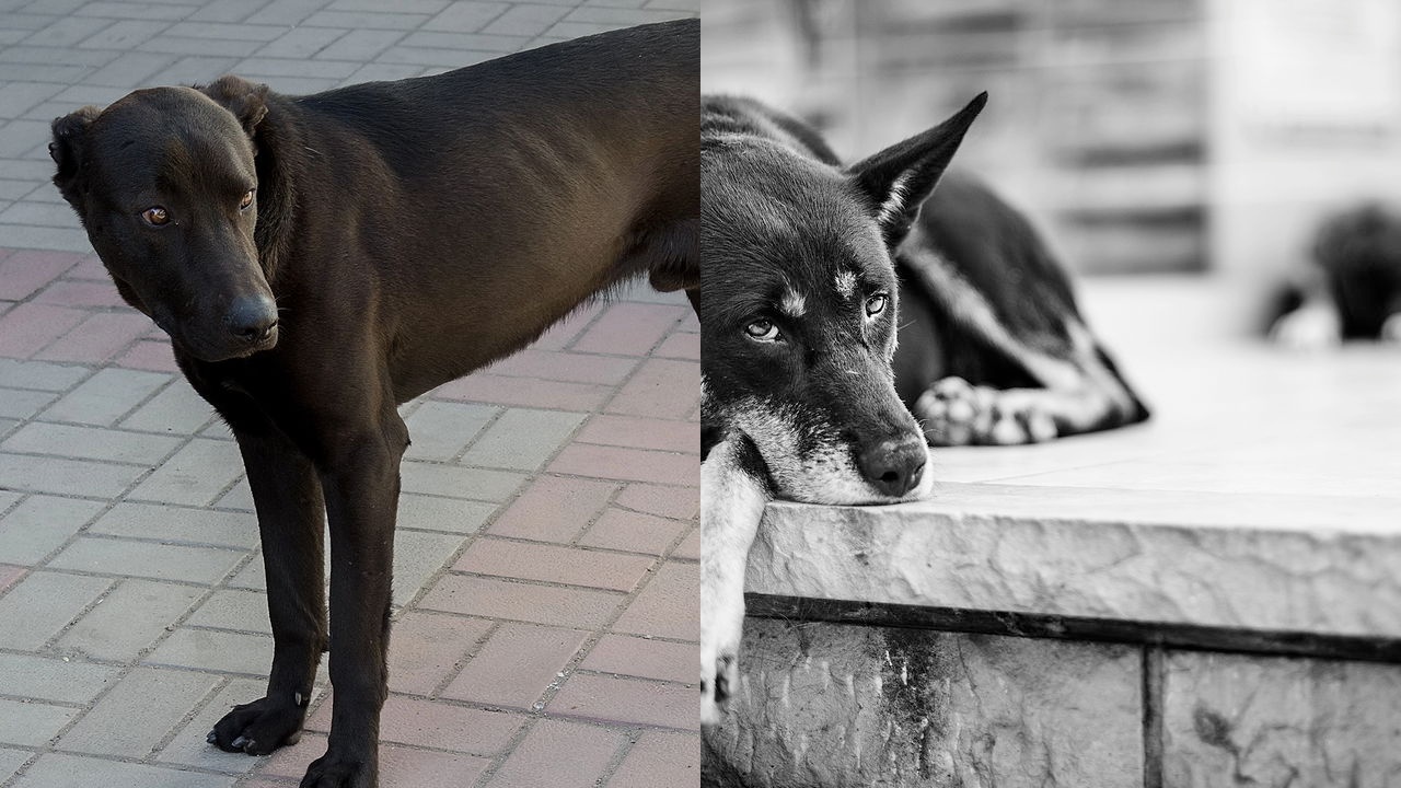 Acariciar cachorros