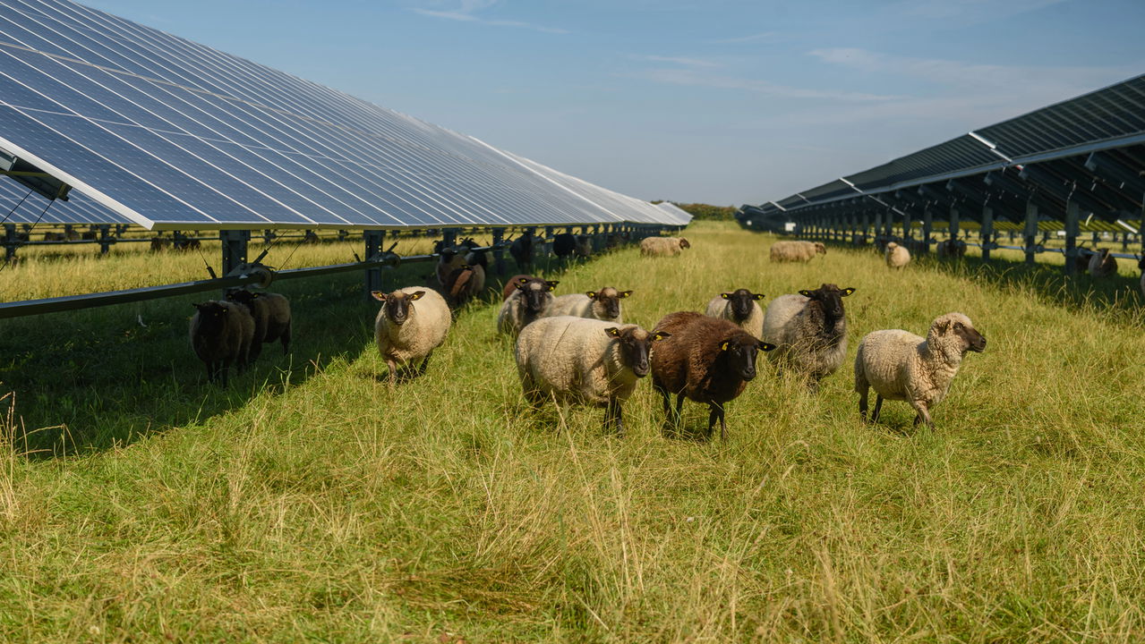 Agrivoltaics