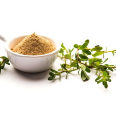 Bacopa